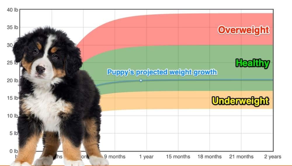 Bernese Mountain Dog Weight Growth Chart 2022 How Heavy Will My 